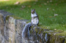 An71 Grey Squirrel